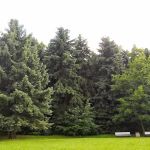 GreenAce Lawn Care, LLC