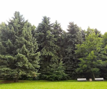 GreenAce Lawn Care, LLC