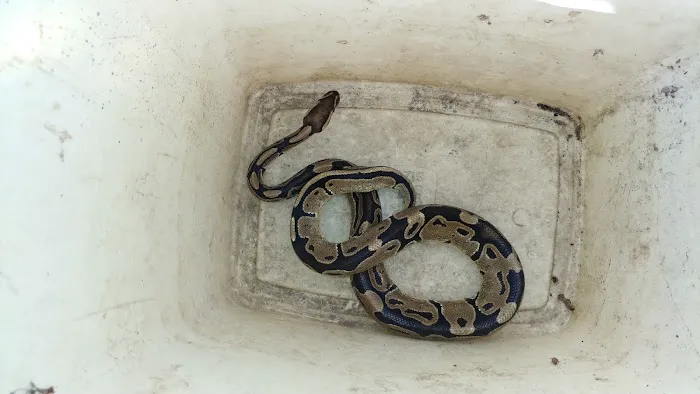 Nuisance Animal Removal Picture 2