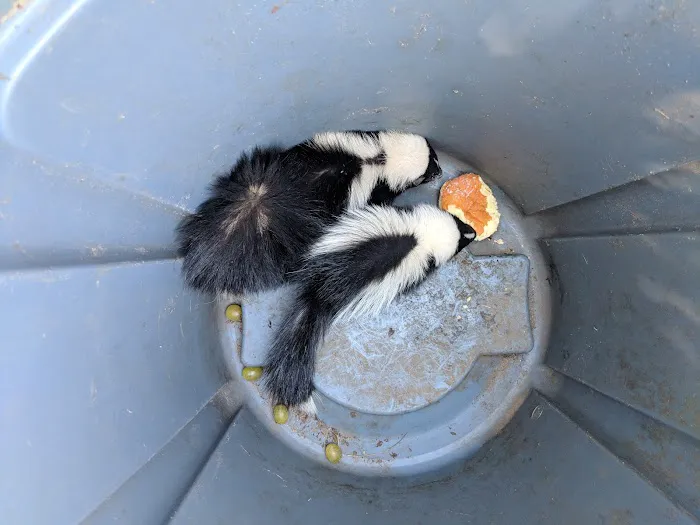 Nuisance Animal Removal Picture 3