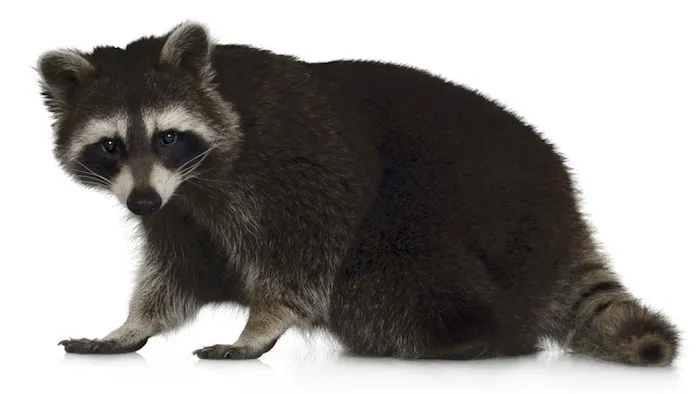 Nuisance Animal Removal Picture 1