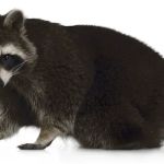 Nuisance Animal Removal