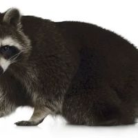 Nuisance Animal Removal ico