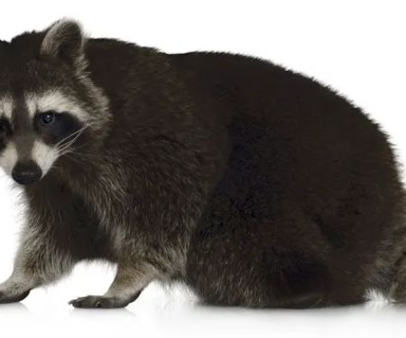 Nuisance Animal Removal