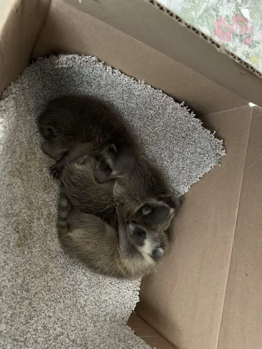 Nuisance Animal Removal Picture 7