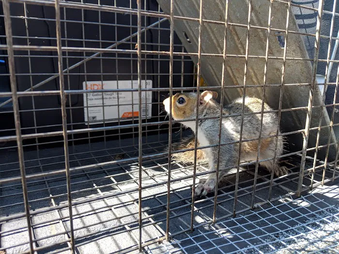 Nuisance Animal Removal Picture 5