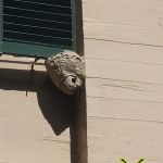 No Fly Zone Pest Control, Inc.