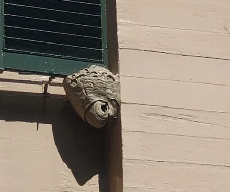 No Fly Zone Pest Control, Inc.