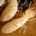 Burgess Pest Management