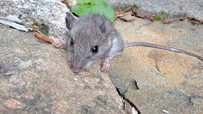 Best Mice Proofing Solutions Picture 4