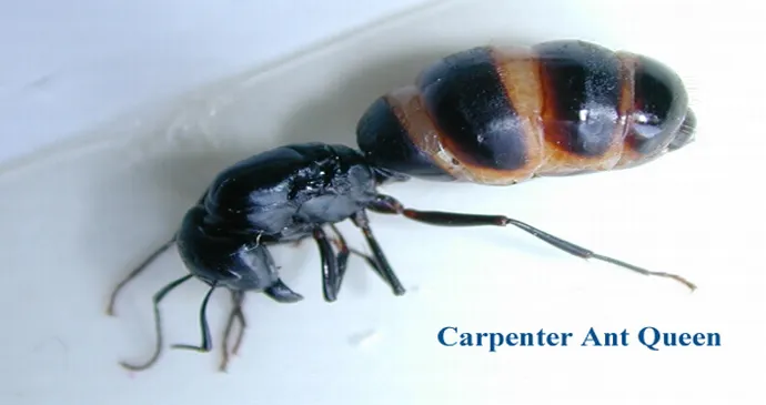 Security Pest Control Picture 2