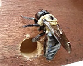 Security Pest Control Picture 5
