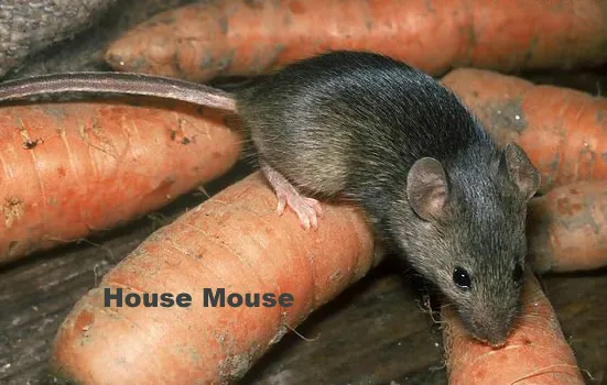 Security Pest Control Picture 8