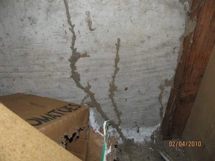Security Pest Control Picture 9