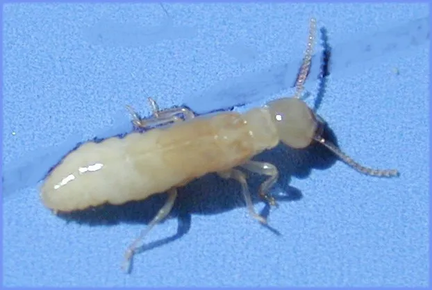 Security Pest Control Picture 7