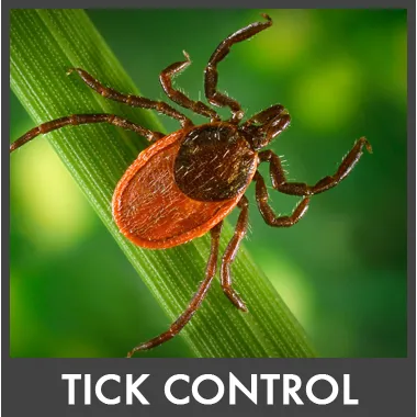 SafeZone Mosquito & Tick Control Picture 1