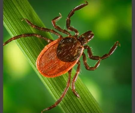 SafeZone Mosquito & Tick Control