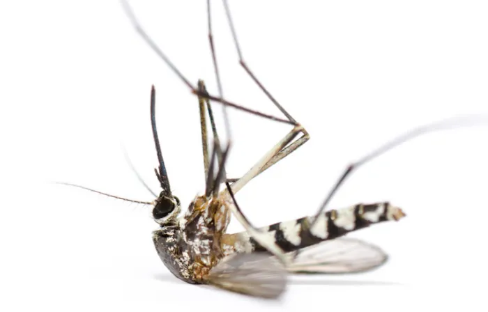 SafeZone Mosquito & Tick Control Picture 3