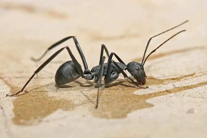 Mayflower pest control Picture 5