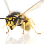 Plymouth Bristol Pest Control