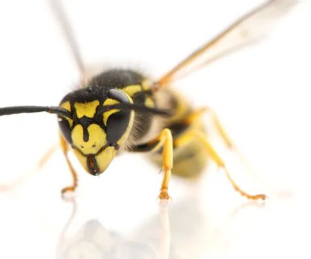 Plymouth Bristol Pest Control