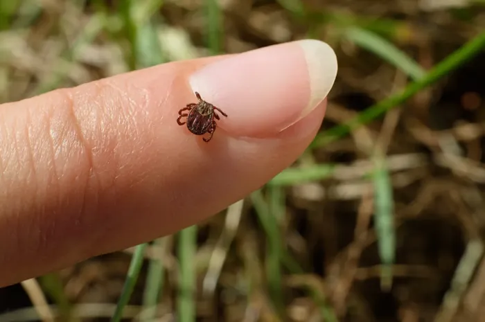 Cape Cod Natural Tick & Mosquito Treatment Picture 1