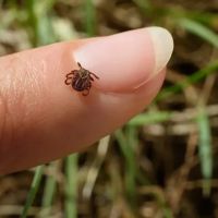 Cape Cod Natural Tick & Mosquito Treatment ico