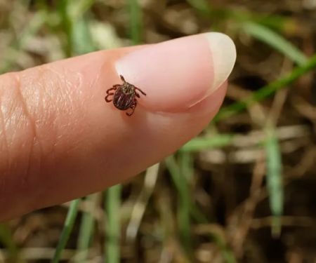 Cape Cod Natural Tick & Mosquito Treatment
