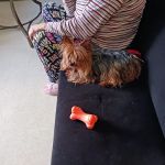 PROBLEM ANIMAL CONTROL