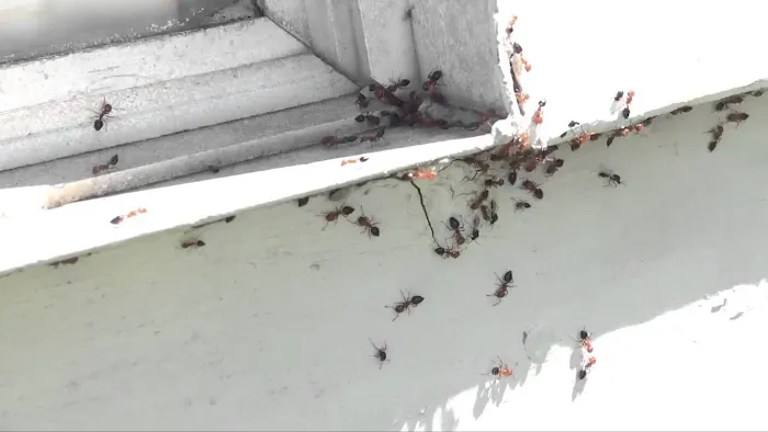 Bayside Pest Control Picture 5