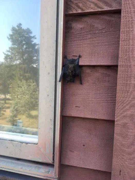 Bayside Pest Control Picture 4