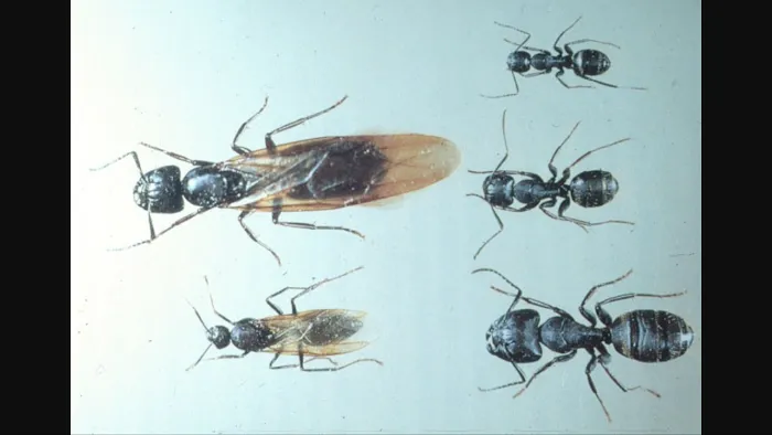 Bayside Pest Control Picture 7
