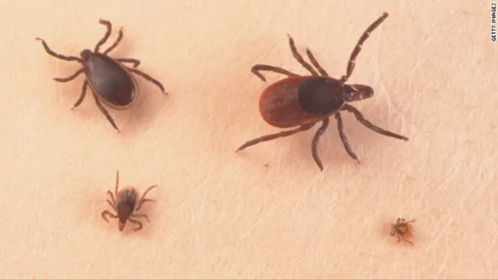 Bayside Pest Control Picture 3