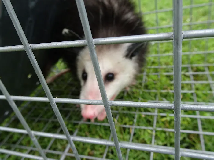 Wildlife Trapping Professionals of Cape Cod Picture 1