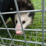 Wildlife Trapping Professionals of Cape Cod