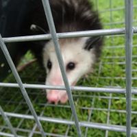 Wildlife Trapping Professionals of Cape Cod ico