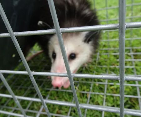 Wildlife Trapping Professionals of Cape Cod