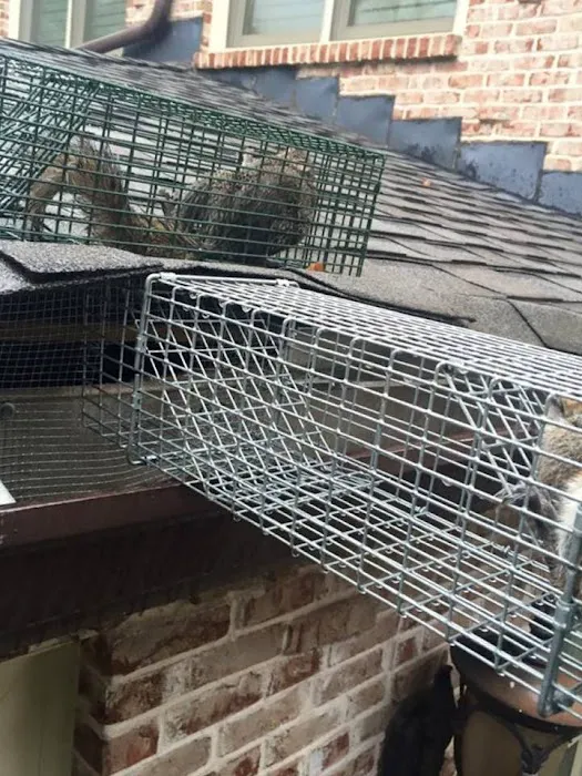 Wildlife Trapping Professionals of Cape Cod Picture 2