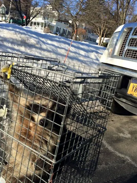 Wildlife Trapping Professionals of Cape Cod Picture 7