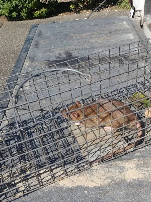 Wildlife Trapping Professionals of Cape Cod Picture 8