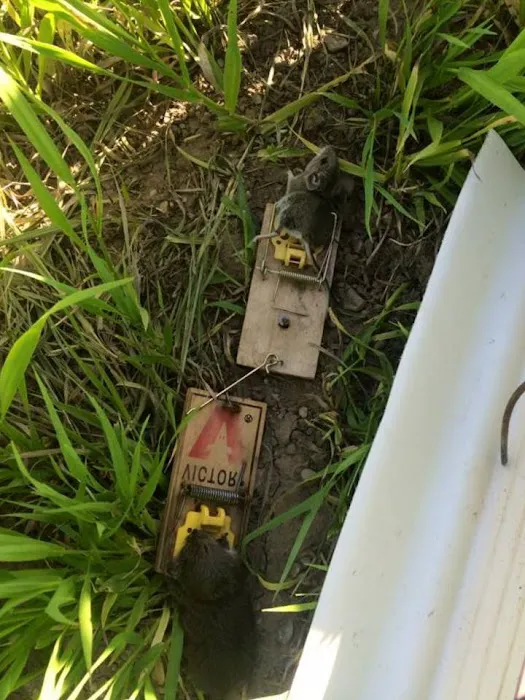 Wildlife Trapping Professionals of Cape Cod Picture 3