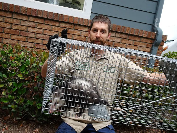 Wildlife Trapping Professionals of Cape Cod Picture 5