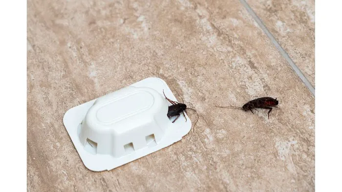 LifeSpace Pest Solutions Picture 3