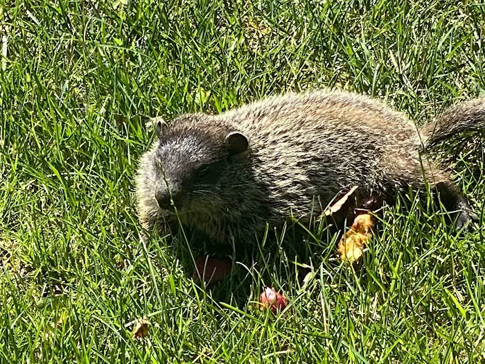 Platinum Wildlife Solutions LLC Picture 8
