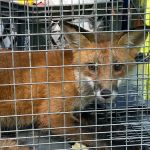 Platinum Wildlife Solutions LLC
