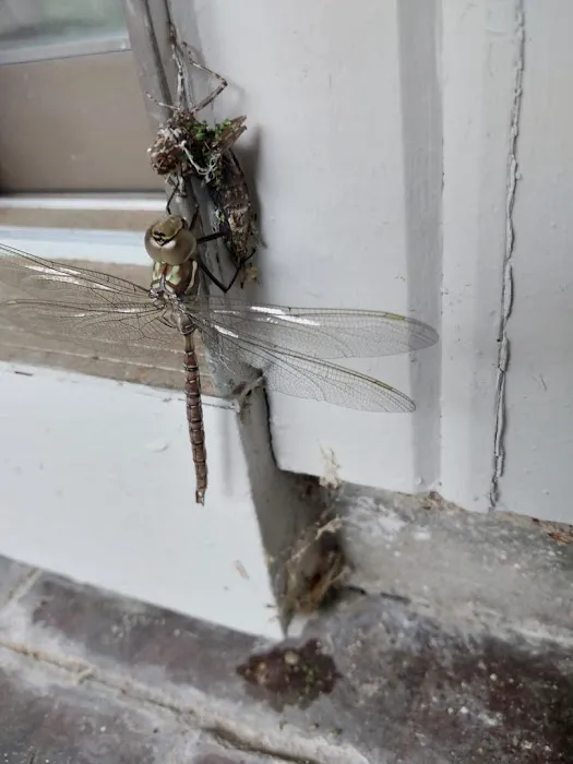 Brody Brothers Pest Control in Harford County Picture 10