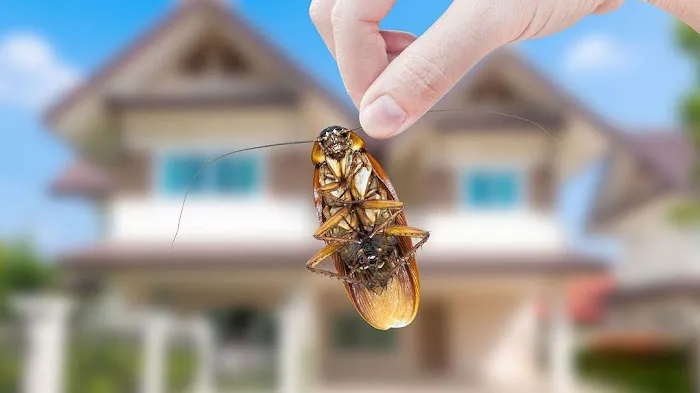 Integrated Pest Services Picture 2
