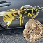 Peak Pest Management