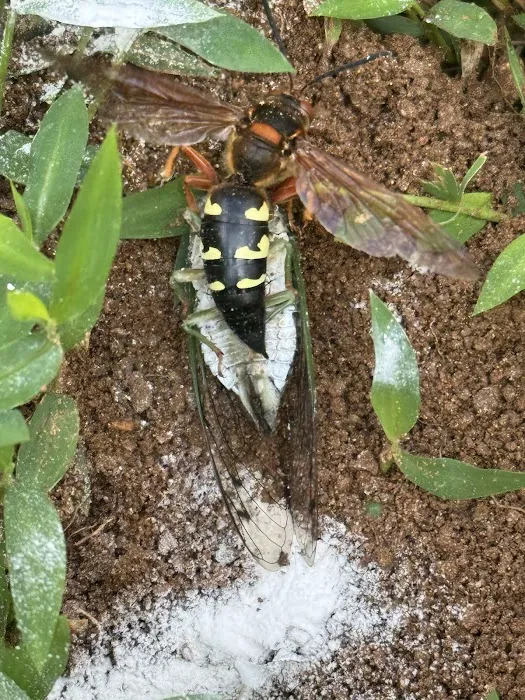 Peak Pest Management Picture 9