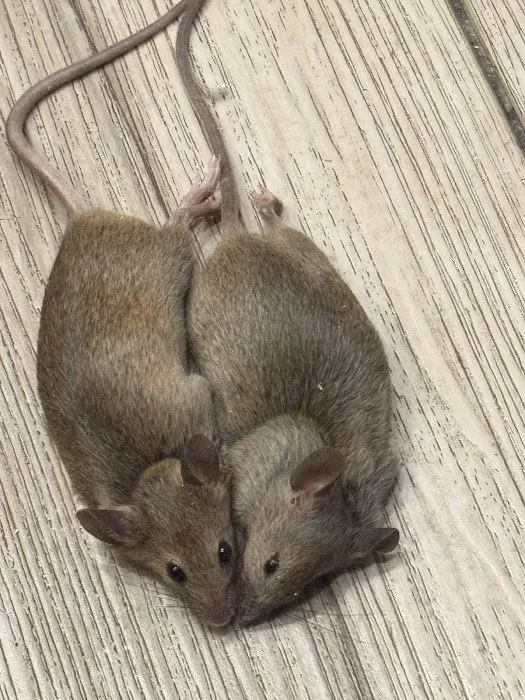 Peak Pest Management Picture 4